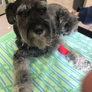 Meet your Posher, Bruce